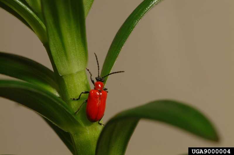 Lily leaf beetle